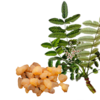 Boswellia serrata (frankincense)