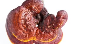 Reishi / Ling Zhi / Ganoderma lucidum